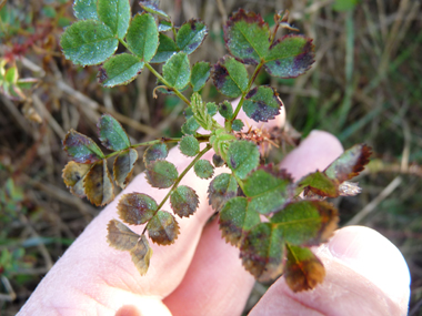 Feuilles alternes et composées, comportant 5 à 9 petites folioles d'environ 5 mm. Agrandir dans une nouvelle fenêtre (ou onglet)